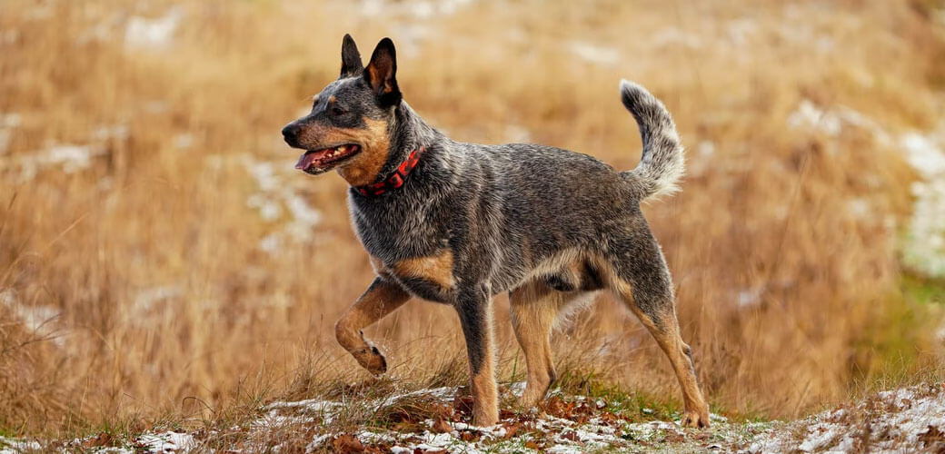 Australian Cattle Dog running