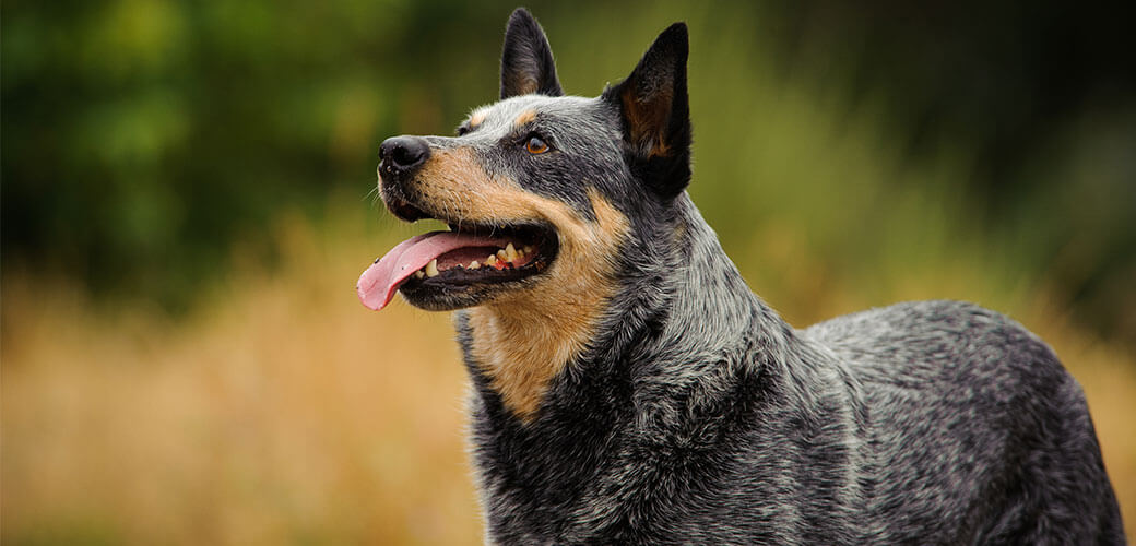 Australian Cattle Dog standing in a field