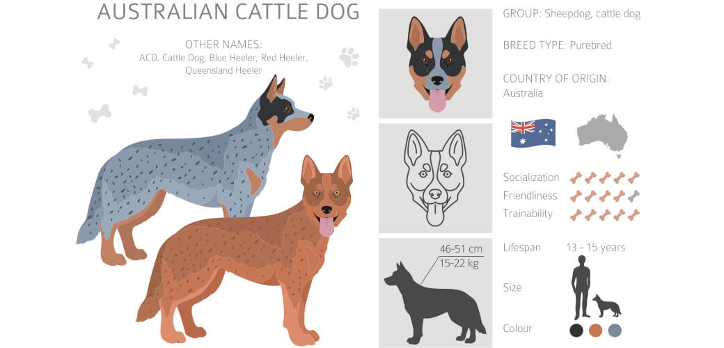 Australian cattle dog all colours clipart.