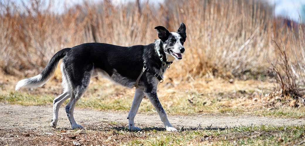 Beautiful border heeler dog walking on hot summer day