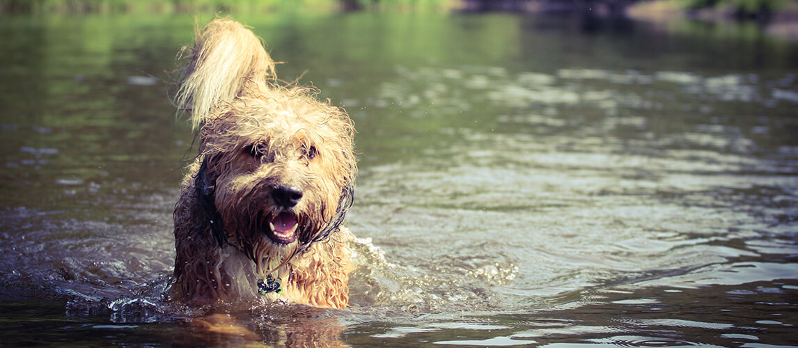 Bernadoodle walking through the water