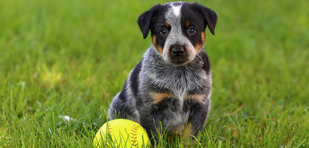 Blue Heeler Puppy sitting on grass