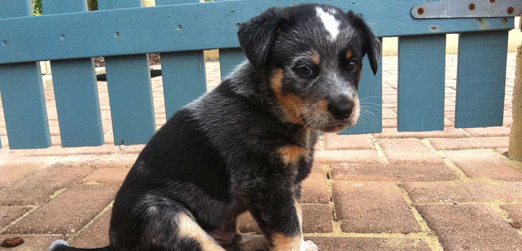 Border Collie x Blue Heeler puppy at four weeks old.