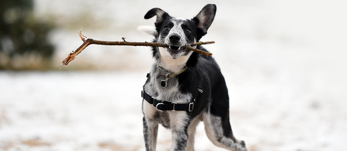 Border collie blue heeler mix at park with stick