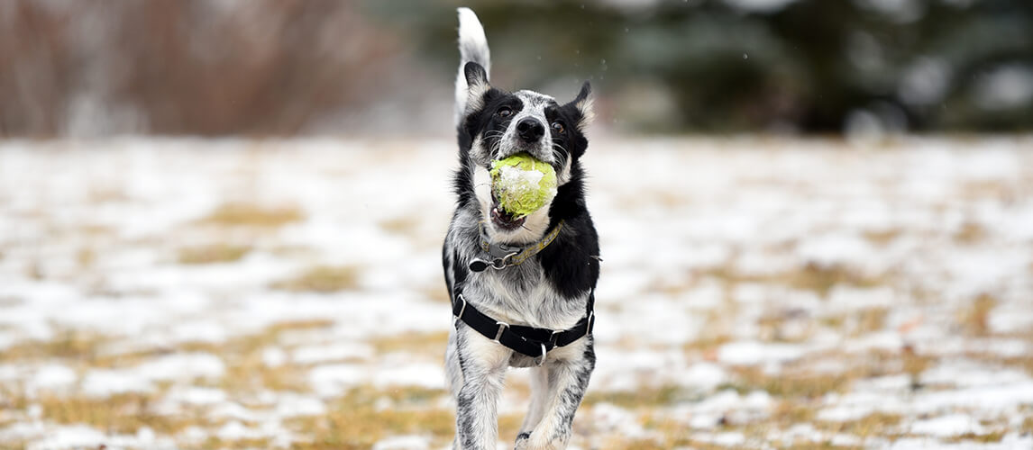 Border collie blue heeler mix at park with tennis ball