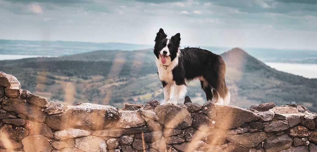 Border collie dog with a beautiful background with mountains