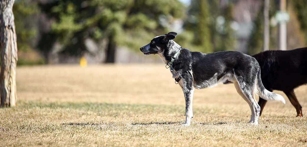 Border heeler dog standing at attention in off-leash city park