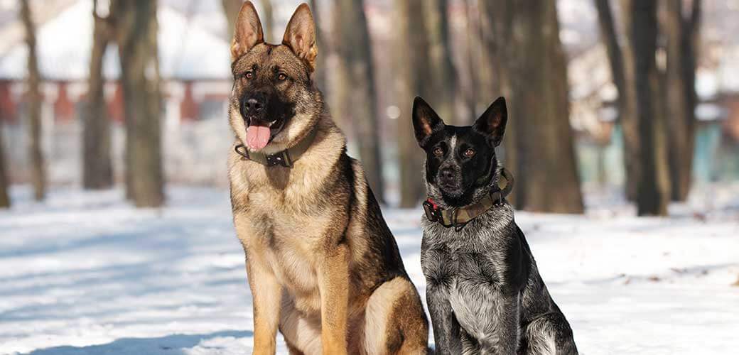 German shepherd dog and Australian cattle dog heeler on the walk in the winter