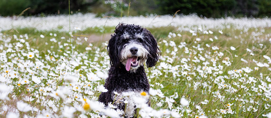 Happy bernadoodle dog laying field summer day.
