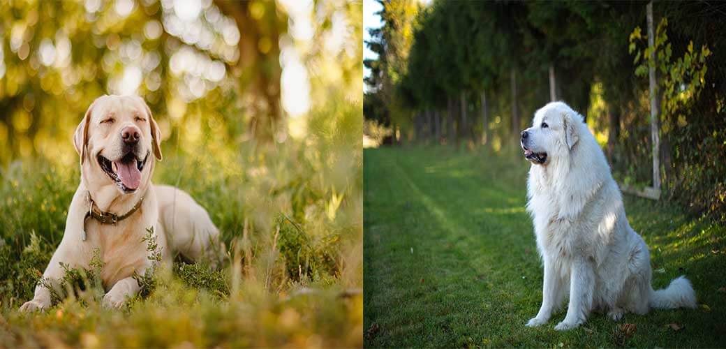 History of the Labrador-Great Pyrenees Mix