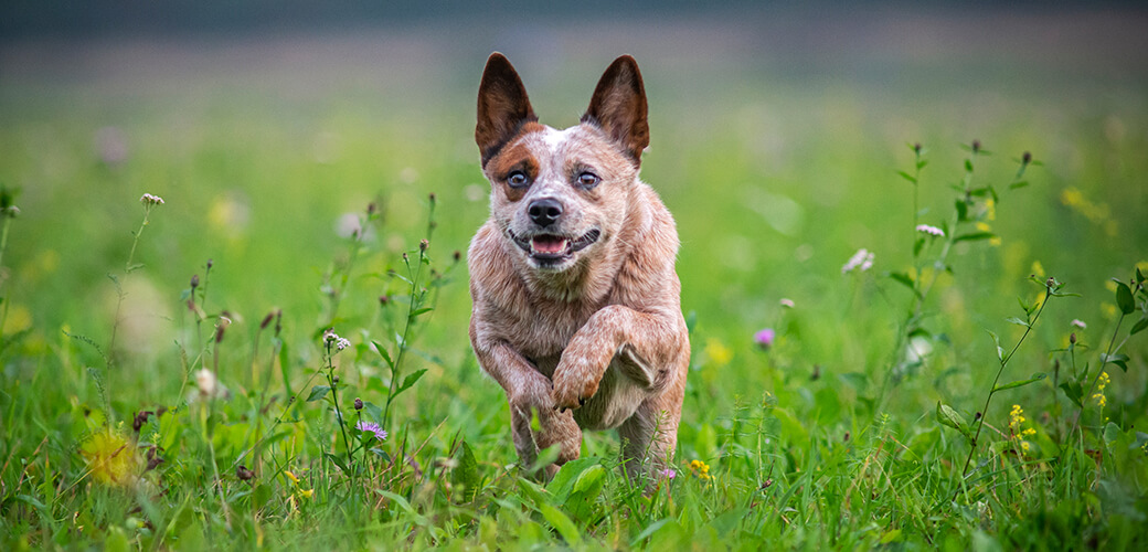 Red australian cattle dog in a beautiful natural park