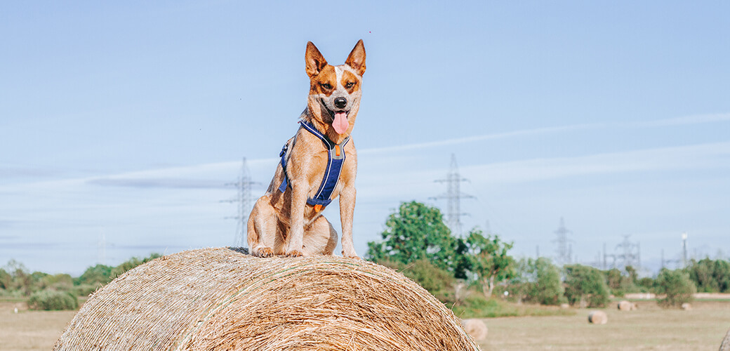 Red heeler on a haystack