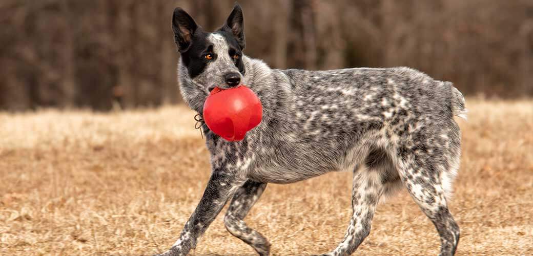 Spotted black and white Texas Heeler dog running with a red ball, looking back as she runs