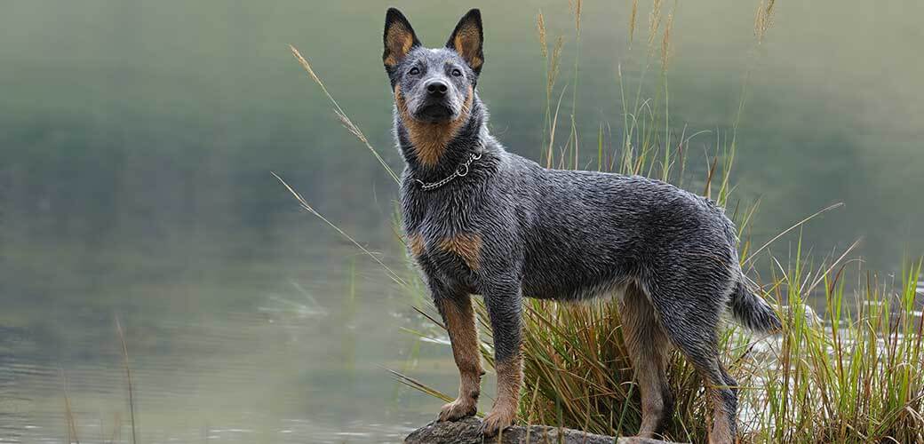 australian cattle dog, aka blue heeler,