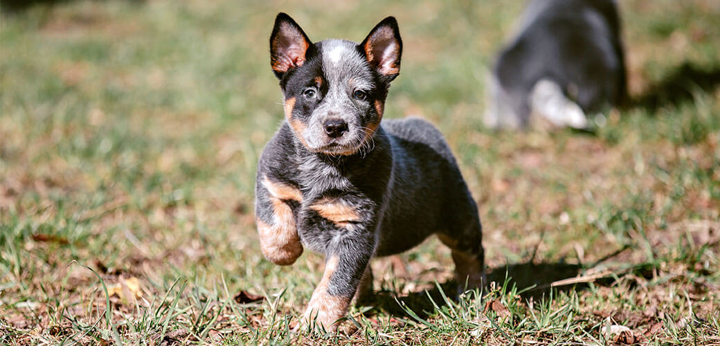 cute Australian cattle puppy