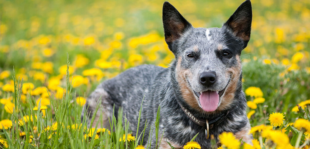 happy Australian Cattle Dog on dandelions