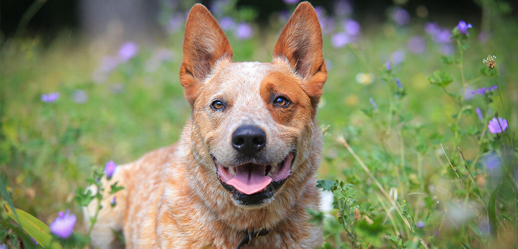 red australian cattle dog in a flower field