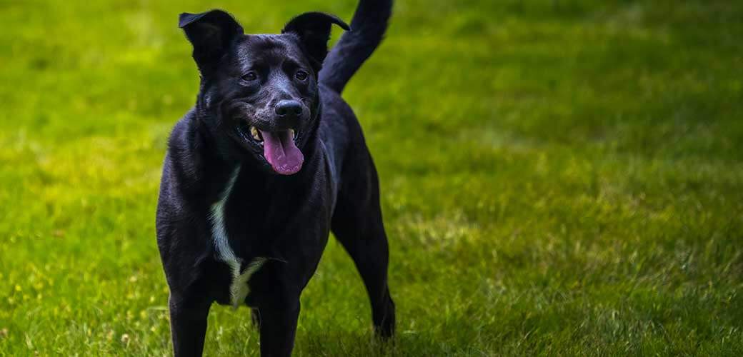 A BLACK LABRADOR BLUE HEELER MIX BREED DOG STANDING IN A LUSH GREEN FIELD WITH HIS MOUTH OPEN AND TONGUE OUT IN STANWOOD WASHINGTON