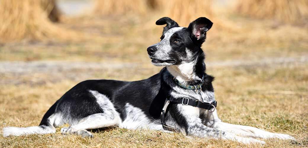 Attentive border heeler dog with big ears lying on grass in sun
