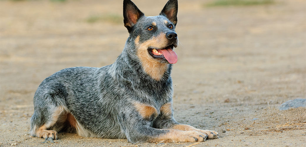 Australian Cattle Dog lying down in field