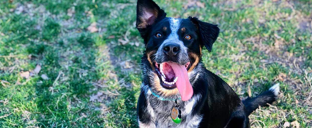 Australian Shepherd Blue Heeler Mix