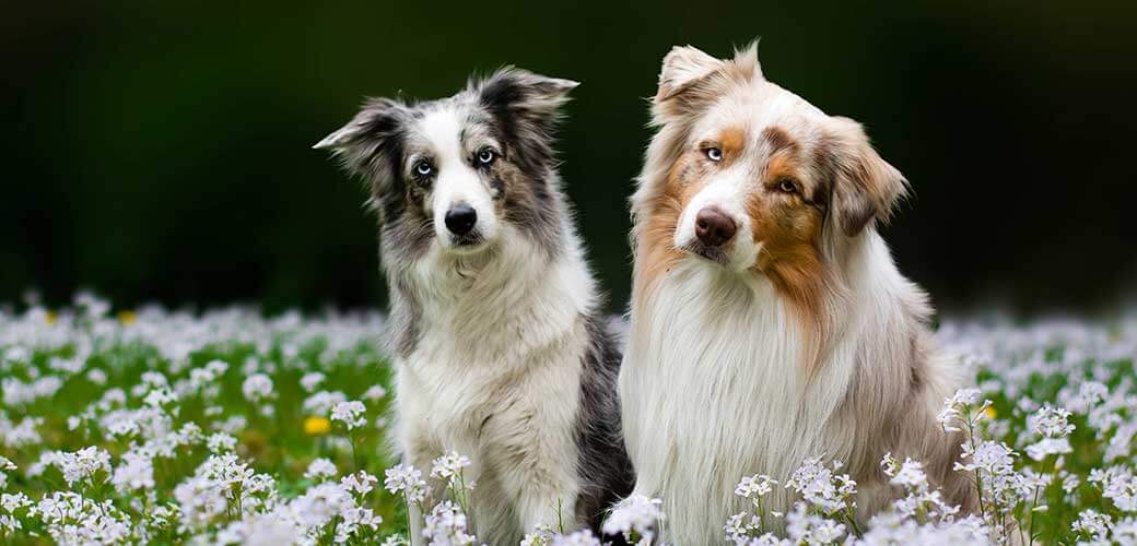 Beautiful couple of two dogs - red merle australian shepherd and blue merle border collie with amazing eyes sitting in the white blossom flowers on the meadow in the spring.