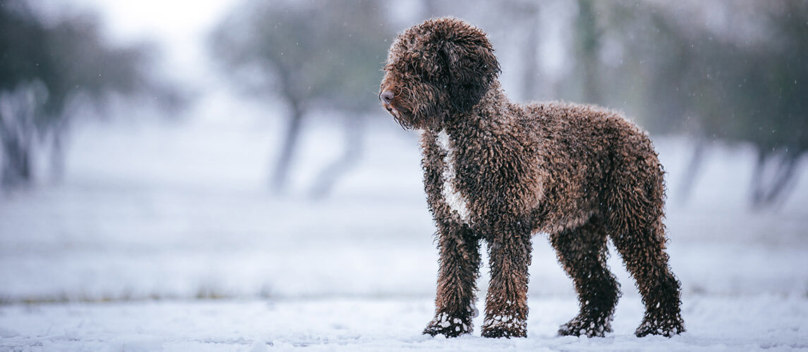 Beautiful spanish water dog outside at winter. Snowshorm outside and pet.