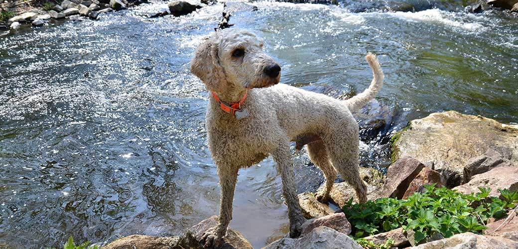 Bedlington Terrier Dog playing by the river