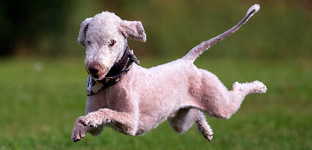 Bedlington Terrier running on grass