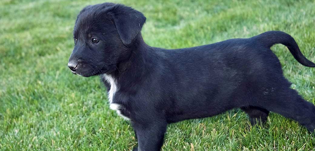 Black Labrador mix