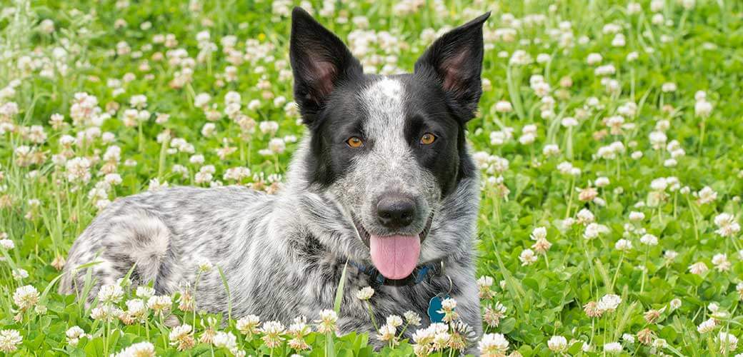 Black and white Texas Heeler dog lying in a sunny patch of clover, looking at the viewer