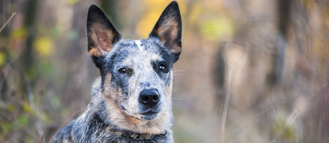 Close up shot of a Blue Heeler dog in the woods.