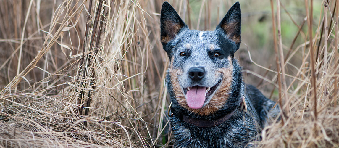 Close up shot of a Blue Heeler in the bushes