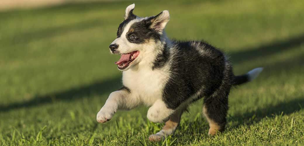 Cute Texas Blue Heeler