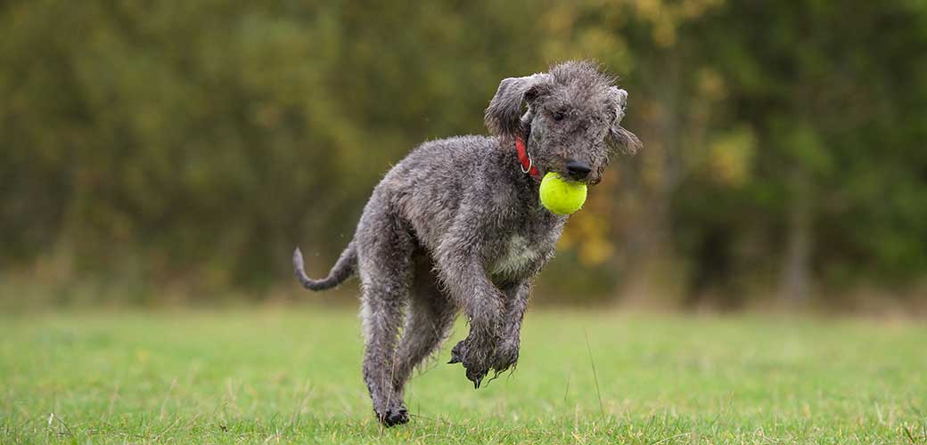 Dog Playing