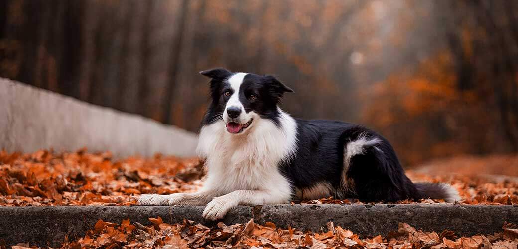 Dog breed Border Collie in the autumn forest