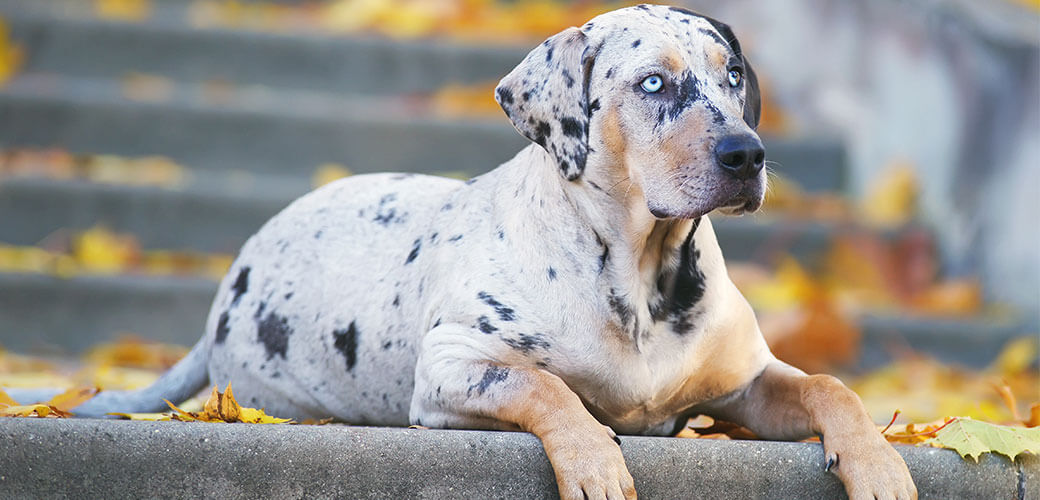 Louisiana Catahoula Leopard dog lying down on the stairs
