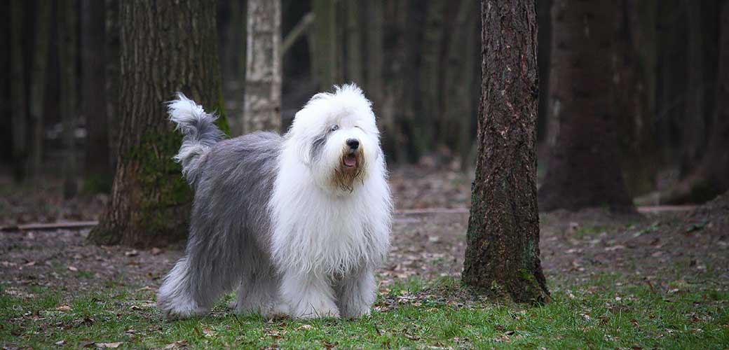 Old English Sheepdog