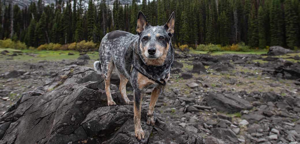 Pet Blue Heeler dog playing in the outdoors in summer