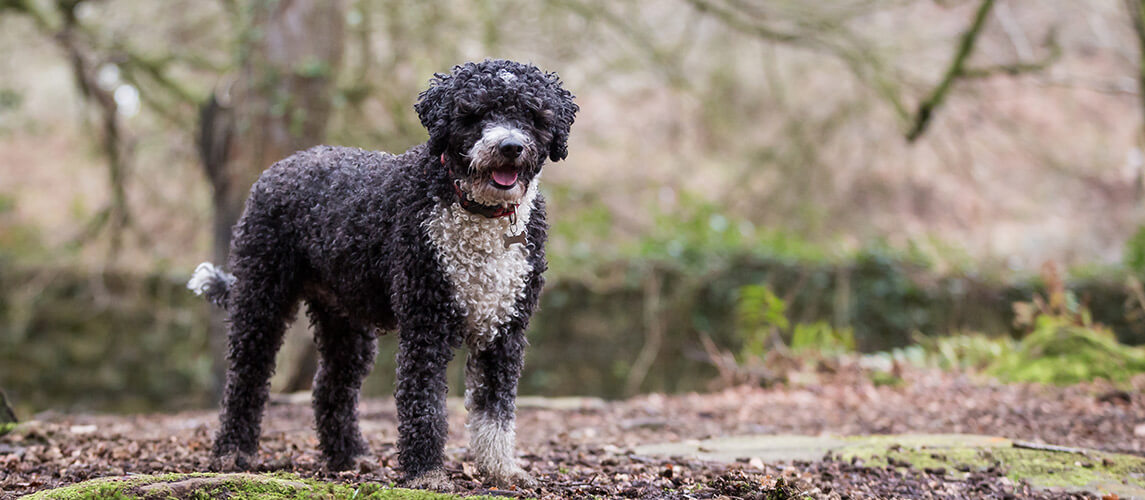 Spanish Water Dog