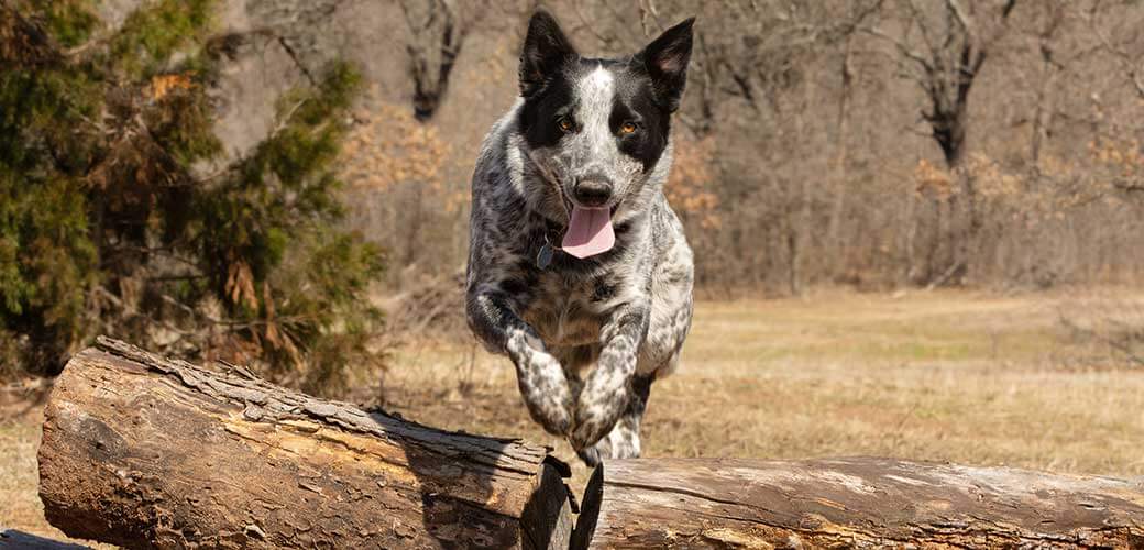 Texas Heeler dog leaping over a pile of logs towards the viewer