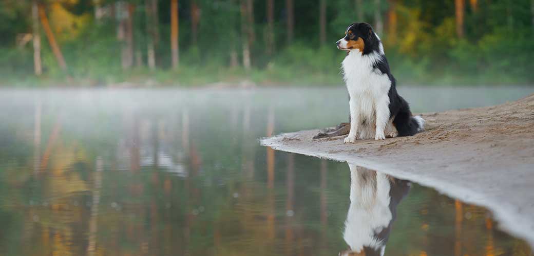 Tricolor australian shepherd