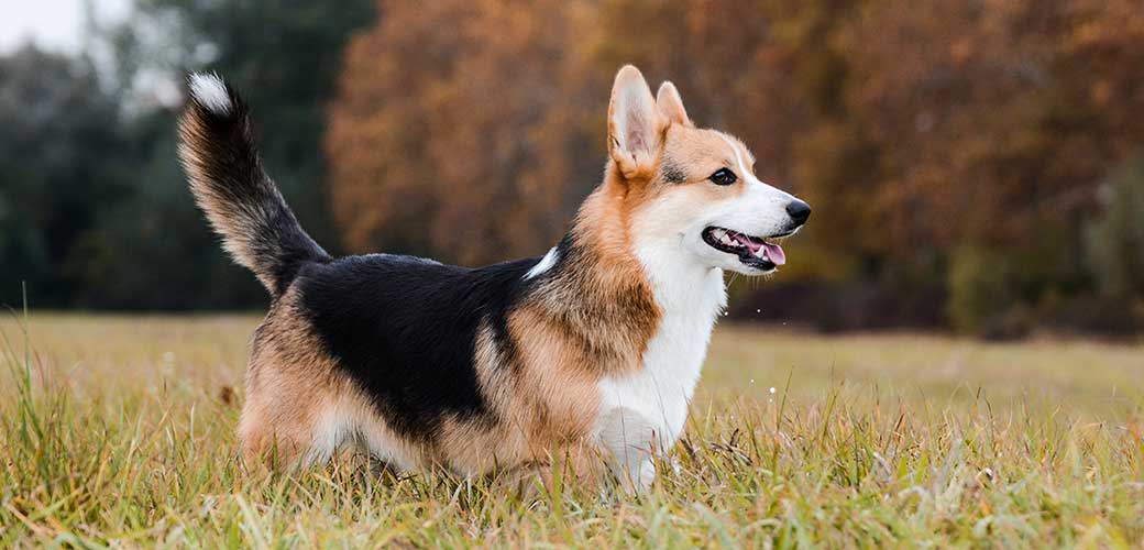 Young Welsh Corgi Pembroke male on the meadow.