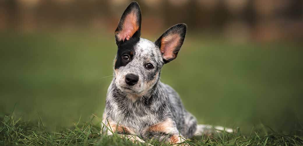 adorable australian cattle dog puppy lying down on grass outdoors