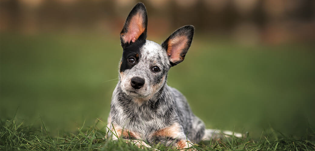 adorable australian cattle dog puppy