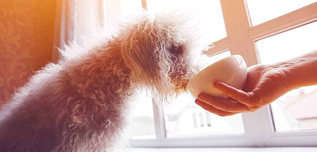 man's hand holding bowl with food or water for his cute bedlington terrier dog, sunny background