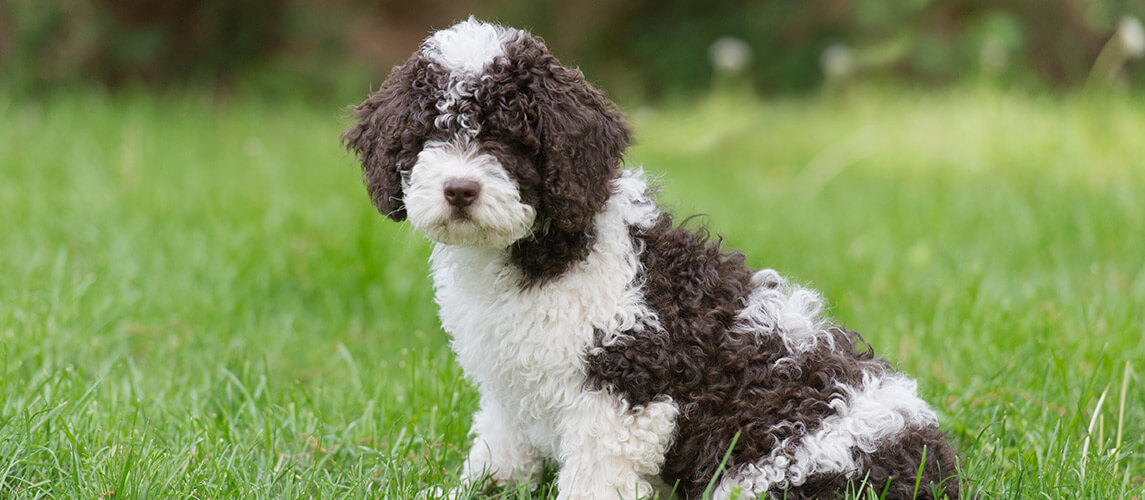 spanish water dog gives paw to owner at sunset