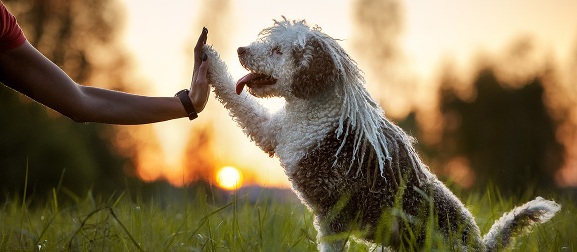 spanish water dog gives paw to owner at sunset