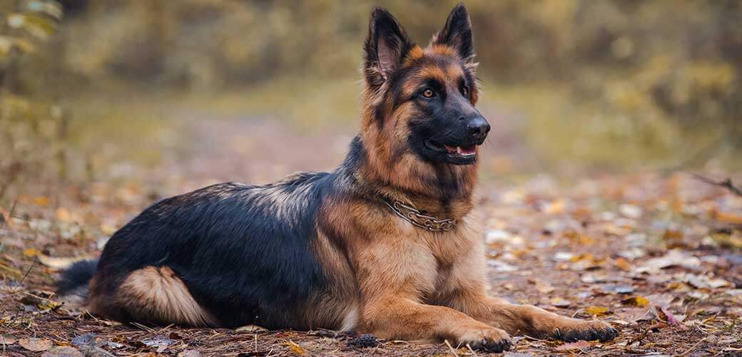 young long haired female german shepherd dog lies on the road in daytime in autumn