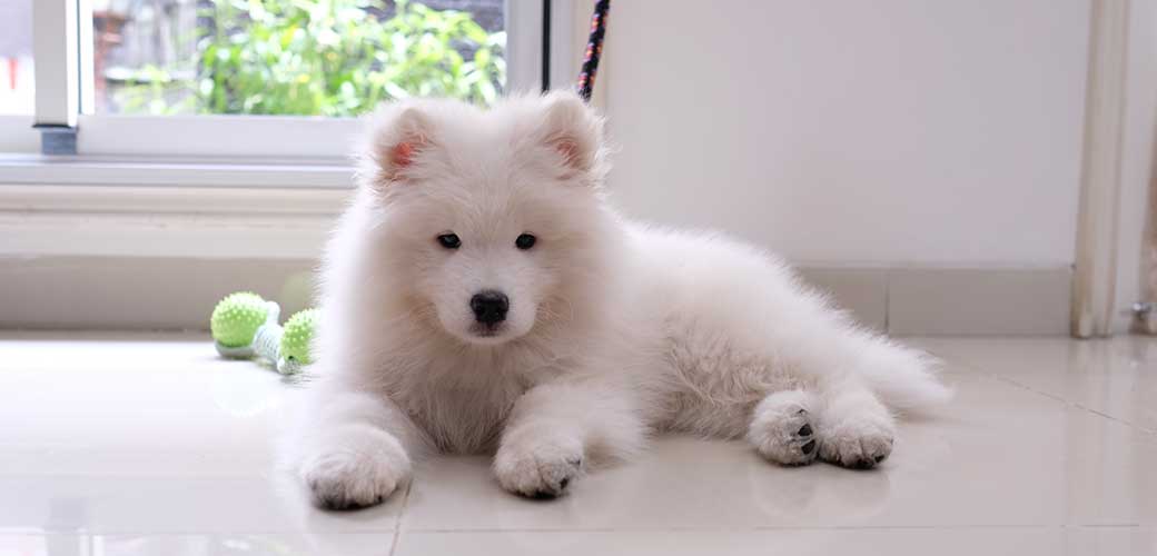 4months old samoyed Puppy being grounded because he's so naughty